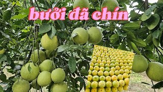 Journey to take care of green-skin pomelos & Cat Que & Soi Ha pomelos in Xuan Van