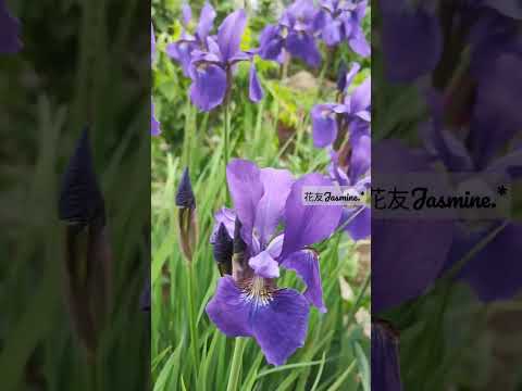 シベリアアイリス 植物