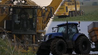 Ropa euro-Tiger V8-4b beet harvester for sale image 4 Ropa euro-Tiger V8-4b beet harvester image 4