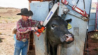 See how this cow machine works. Incredible farm, modern technology machines