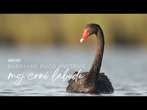 DUBRAVKO DUCO KNEŽEVIĆ - Moj crni labude [Official Video 2022]