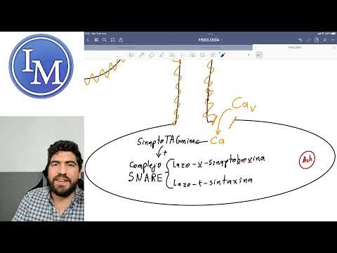 Fisiología | Primer parcial 10 | Potencial de acción y contracción muscular