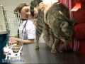 Операция кастрация кота. Кастрация котов последствия 