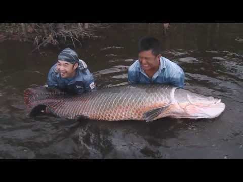 Arapaima gigas