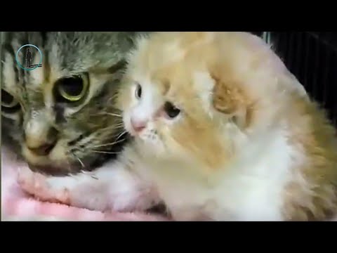 November Cute Newborn Kitten Videos 🐈 Funny Cat 2018 #bluesky