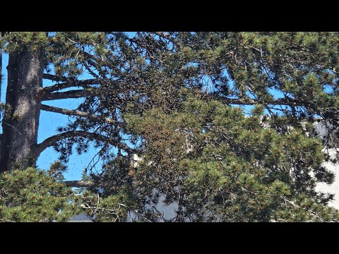 A Giant Swarm Of Bees!