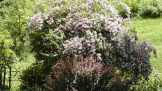 Scorpions - Here In My heart