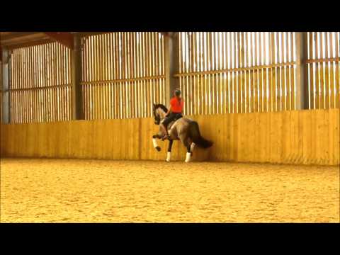 Zimbral lusitano Passage Sept'14