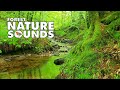 💚 Wonderful sounds of the forest, mountain stream and birdsong. Relaxing nature sounds, white noise