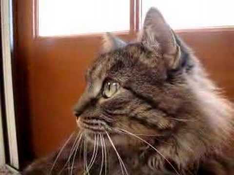 One Cat's Cry for Freedom