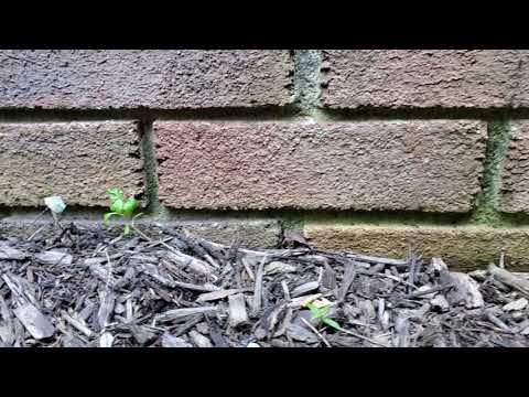 Pavement Ants Trailing in Freehold, NJ