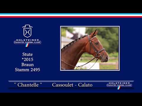 Holsteiner Elite-Reitpferdeauktion 2019 | Nr. 115 - Chantelle v. Cassoulet-Calato