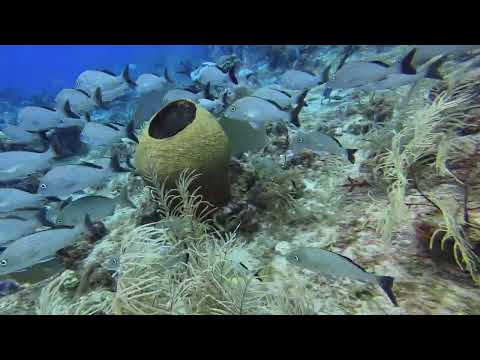 Swimming with Smallmouth Grunts
