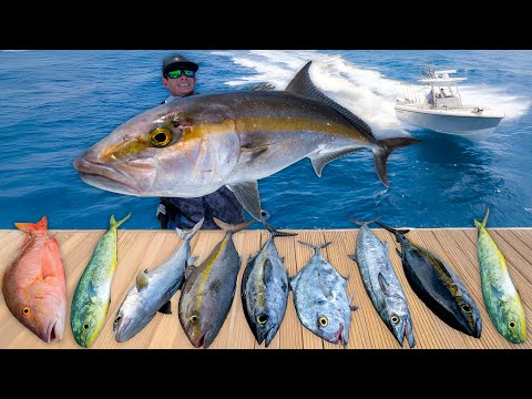 CAUGHT Every Deep Sea Fish... Catch Clean Cook (Amberjack)