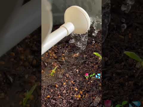 スイートピー 植物