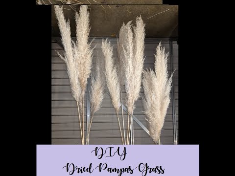 download lagu mp3 mp4 Diy Pampas Grass, download lagu Diy Pampas Grass gratis, unduh video klip Diy Pampas Grass