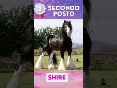 3 Cavalli di razza più rari al mondo! 🐎 #horse #animals  #shorts