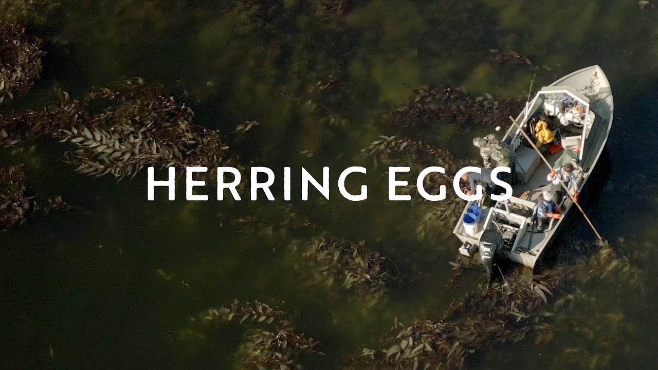 What do Alaskans do with herring eggs? Life Set Go