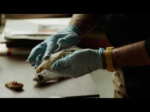 Дэвид Линч: Жизнь в искусстве - Trailer