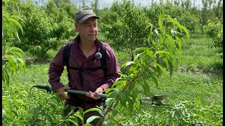 Lesson on How to Prune a Peach Tree