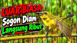 Download lagu LUAR BIASA Sogon Diam Langsung RIBUT Dengar Ini ‼️Pancingan Sogon Agar Cepat Bunyi mp3 Download lagu LUAR BIASA Sogon Diam Langsung RIBUT Dengar Ini ‼️Pancingan Sogon Agar Cepat Bunyi mp3