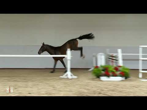 2y stallion by Kannan - Diamant de Semilly