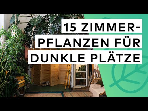 15 Zimmerpflanzen für dunkle Ecken