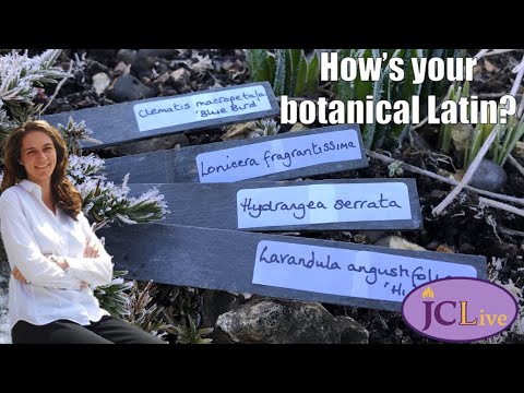 JCLive: houseplants and botanical Latin!