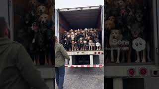 Dog  #sora2 #aivideo #shorts