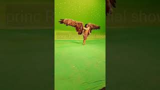 Download lagu #Dharm yoddha garud #ka pankh kaise failta ha #remote control dekhe es video mein #actor Faisal Khan mp3