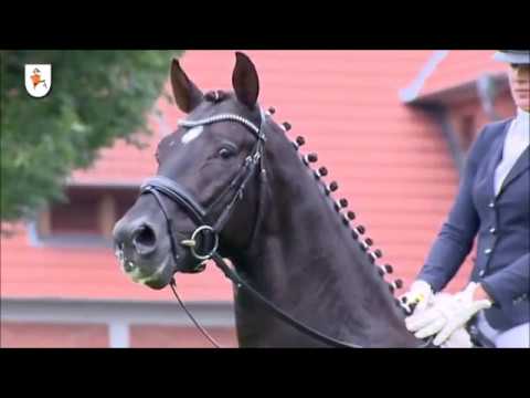 LIVALDON: Hannover dressage stallion, www.equine-evolution.com