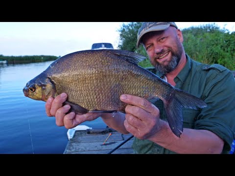 Matze Koch: Feeder, Match, and Perch Deposits - Matze's Antics 09-2020