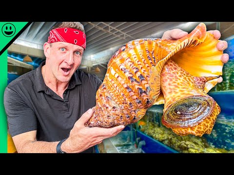 Desafio de frutos do mar de US$ 1.000 no Vietnã!! Mariscos exóticos da Ásia!!