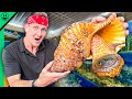1000 Seafood Challenge In Vietnam Asia S Exotic Shellfish