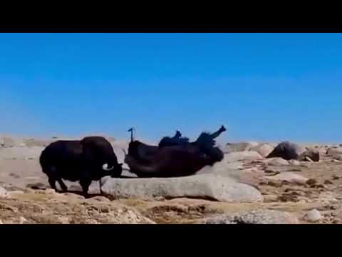 Tibetan wild yak fighting number 151.