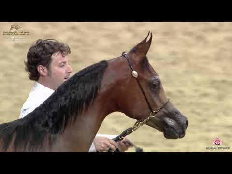 N 106 AYAAR AL SHAQAB   29th Qatar Intl A H  Show 2020   Yearling Fillies Class 7A