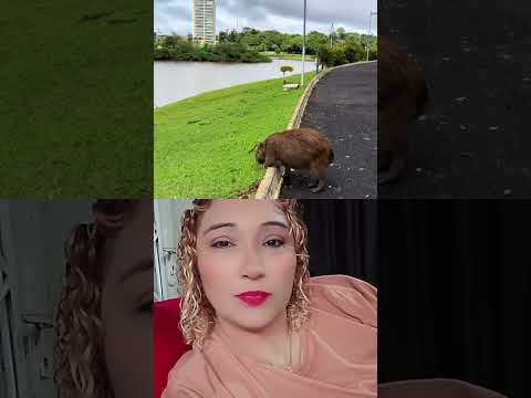sinta paz neste lugar maravilhoso, na cidade de Morrinhos Goiás ,essa capivara lindíssima passeando