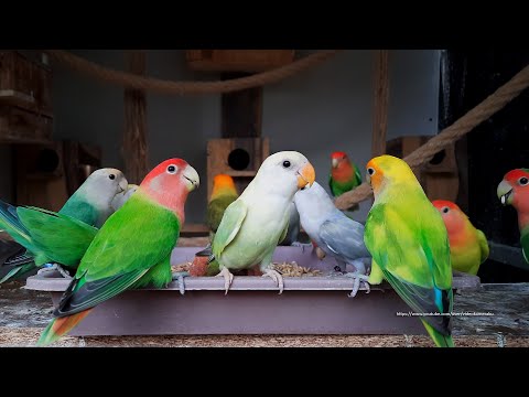 Afternoon With Peach-Faced Lovebirds - Monday, June 14th, 2021
