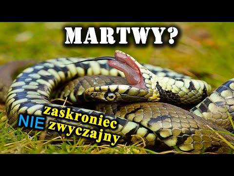 How Does a Grass Snake Play Dead? What Are Tangles of Snakes Used For?