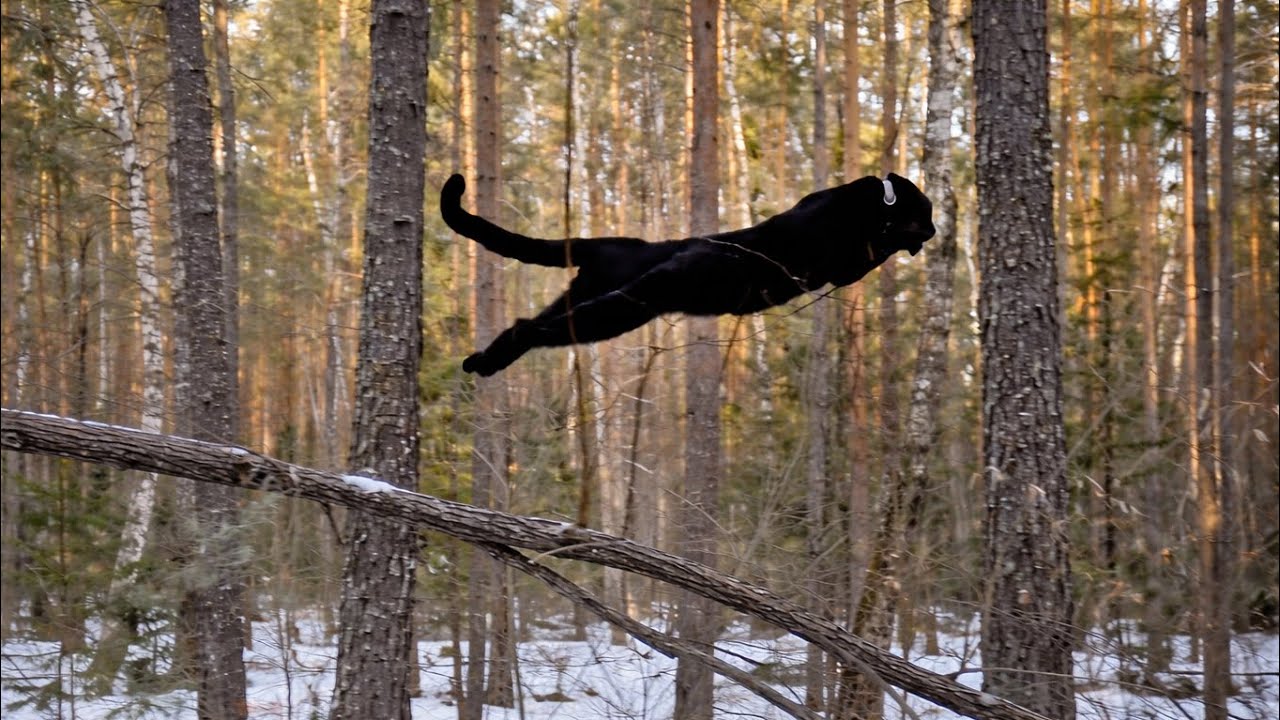 Young years, panther Luna's walk through the old forest (ENG SUB)