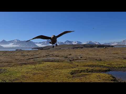 scary behaviour of a great skua