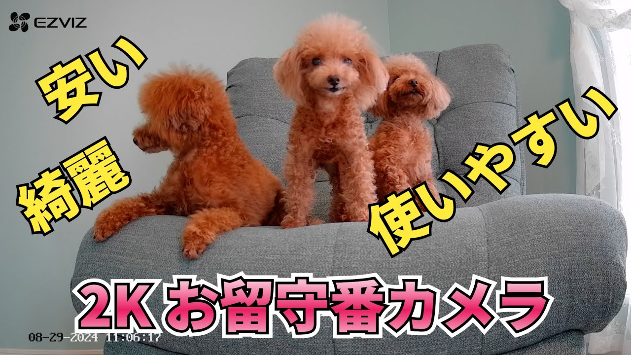 安い！綺麗！多機能が使いやすい！2Kのお留守番カメラ【EZVIZ CP1 Pro 2K+】【ペットカメラ 】