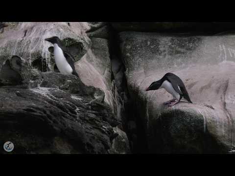 Tučniak skalný južný (Eudyptes chrysocome) — skákanie po skalnom pobreží