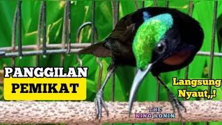 Download lagu panggilan pemikat !! KING KONIN cocok untuk pikat burung & pancingan buka paruh cepat gacor mp3