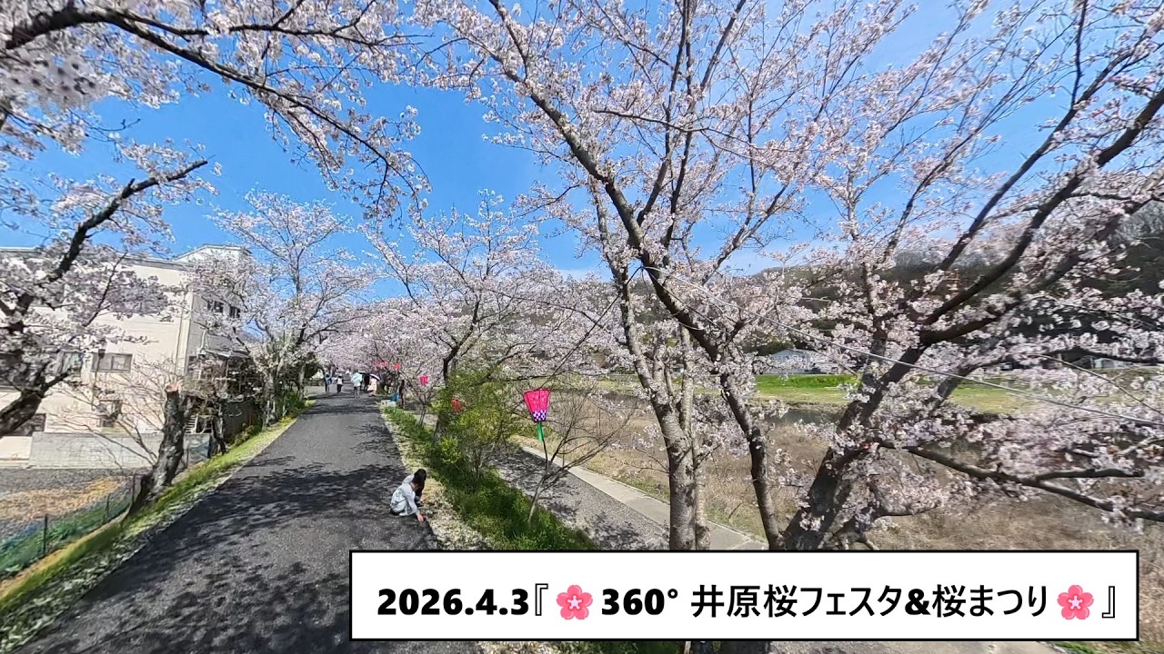 2026.4.3『🌸井原桜フェスタ&桜まつり🌸』