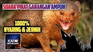 Download lagu SUARA PIKAT GARANGAN JERNIH | 1000% AMPUH 2021 mp3