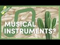 Amplified Cactus and the Strangest Musical Instruments