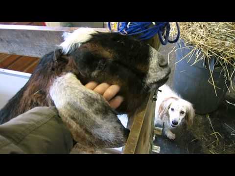 Star the Goat Soaks Up Attention