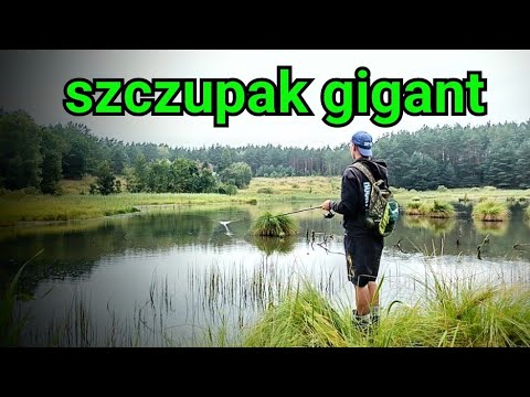 Record pike from the swamp #fish