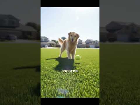 תמונה של דשא סינטטי החלום שמתגשם